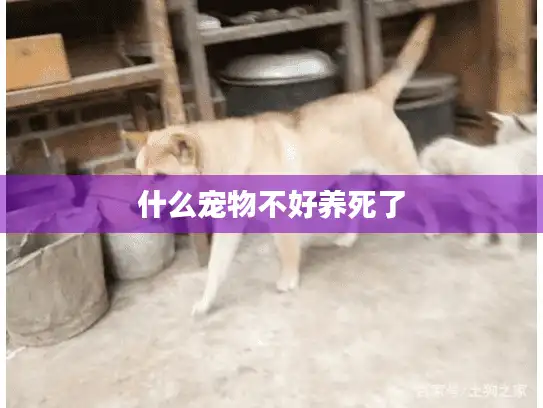 什么宠物不好养死了