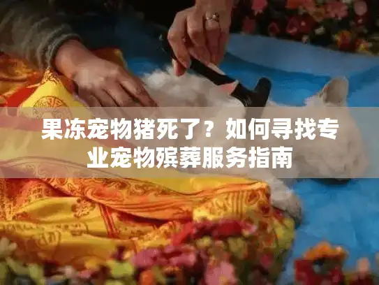 果冻宠物猪死了？如何寻找专业宠物殡葬服务指南