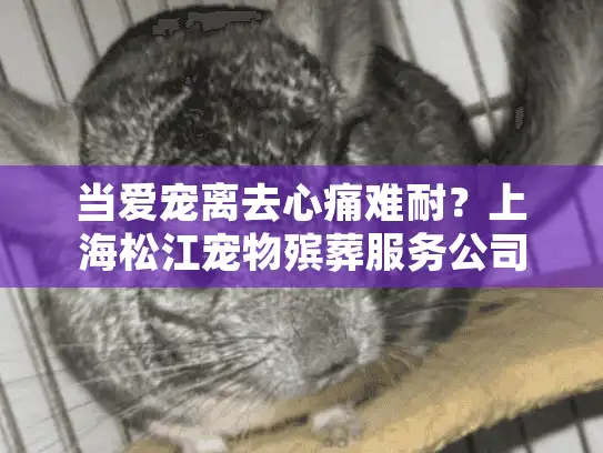 当爱宠离去心痛难耐？上海松江宠物殡葬服务公司提供专业告别服务