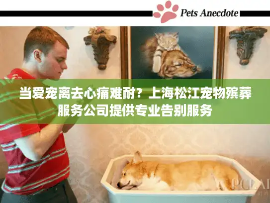 当爱宠离去心痛难耐？上海松江宠物殡葬服务公司提供专业告别服务