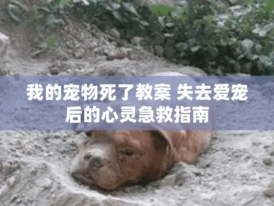 我的宠物死了教案 失去爱宠后的心灵急救指南