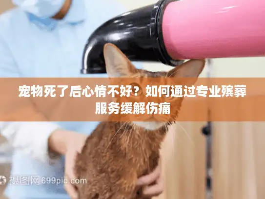 宠物死了后心情不好？如何通过专业殡葬服务缓解伤痛