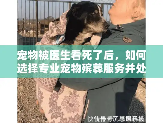 宠物被医生看死了后，如何选择专业宠物殡葬服务并处理情感创伤？