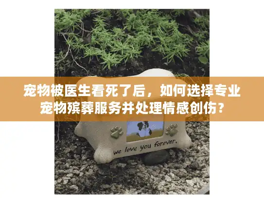 宠物被医生看死了后，如何选择专业宠物殡葬服务并处理情感创伤？