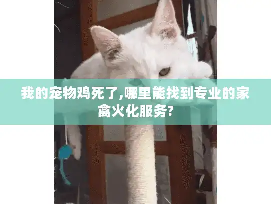 我的宠物鸡死了,哪里能找到专业的家禽火化服务?