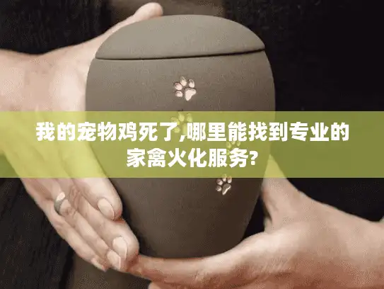 我的宠物鸡死了,哪里能找到专业的家禽火化服务?