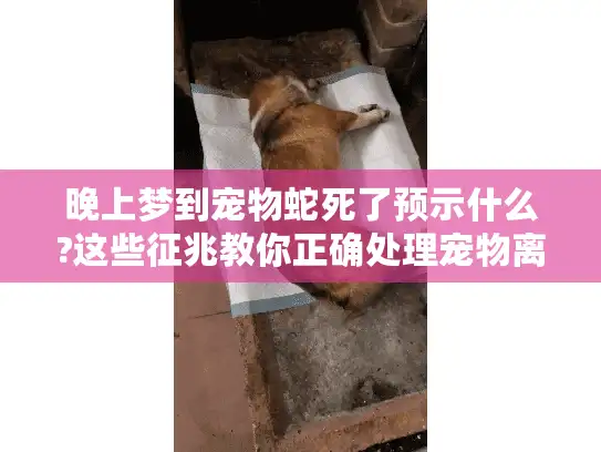 晚上梦到宠物蛇死了预示什么?这些征兆教你正确处理宠物离世