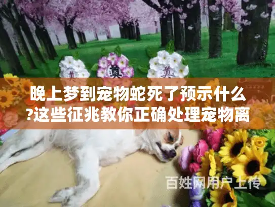 晚上梦到宠物蛇死了预示什么?这些征兆教你正确处理宠物离世