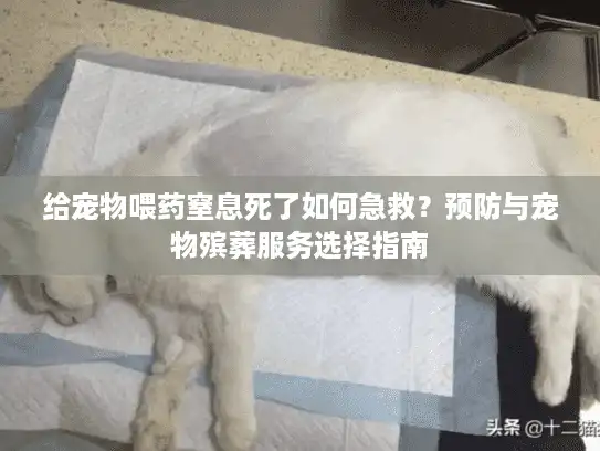 给宠物喂药窒息死了如何急救？预防与宠物殡葬服务选择指南