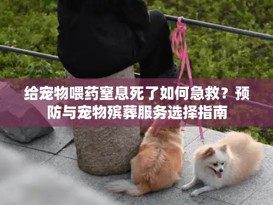给宠物喂药窒息死了如何急救？预防与宠物殡葬服务选择指南