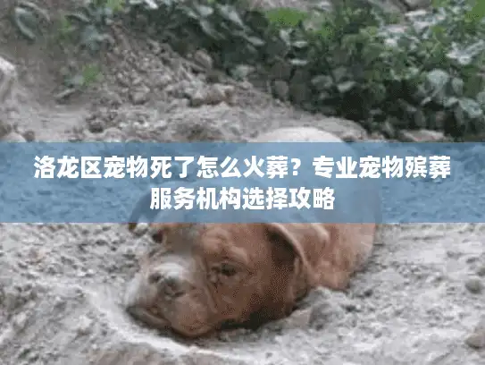 洛龙区宠物死了怎么火葬？专业宠物殡葬服务机构选择攻略