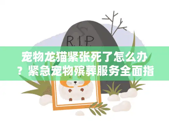 宠物龙猫紧张死了怎么办？紧急宠物殡葬服务全面指南