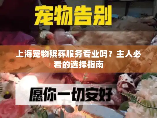 上海宠物殡葬服务专业吗？主人必看的选择指南