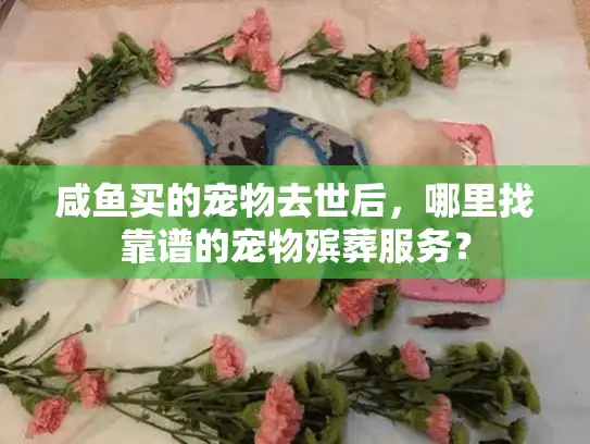 咸鱼买的宠物去世后，哪里找靠谱的宠物殡葬服务？