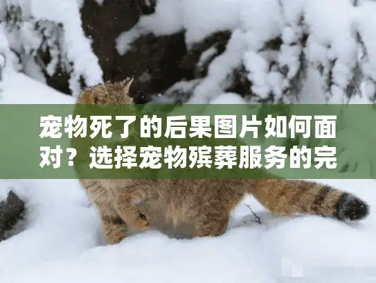 宠物死了的后果图片如何面对？选择宠物殡葬服务的完整指南