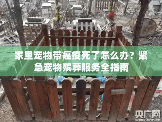 家里宠物带瘟疫死了怎么办？紧急宠物殡葬服务全指南