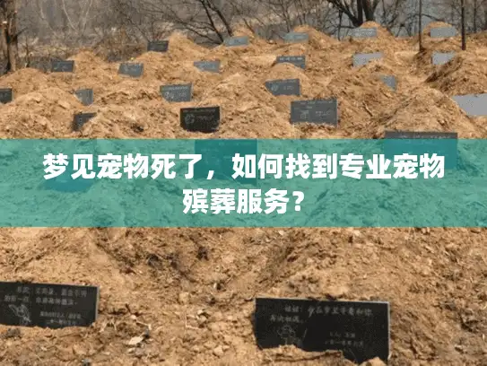 梦见宠物死了，如何找到专业宠物殡葬服务？