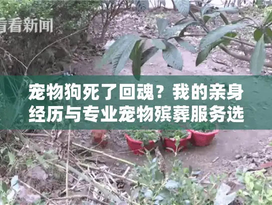 宠物狗死了回魂？我的亲身经历与专业宠物殡葬服务选择