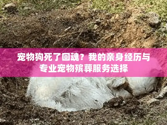 宠物狗死了回魂？我的亲身经历与专业宠物殡葬服务选择