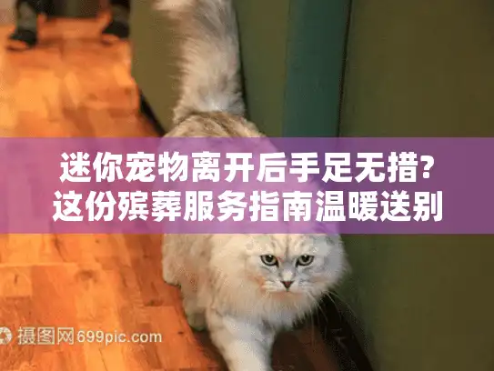 迷你宠物离开后手足无措?这份殡葬服务指南温暖送别