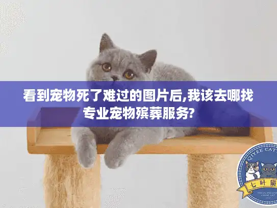 看到宠物死了难过的图片后,我该去哪找专业宠物殡葬服务?