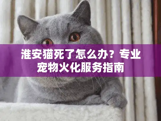 淮安猫死了怎么办？专业宠物火化服务指南