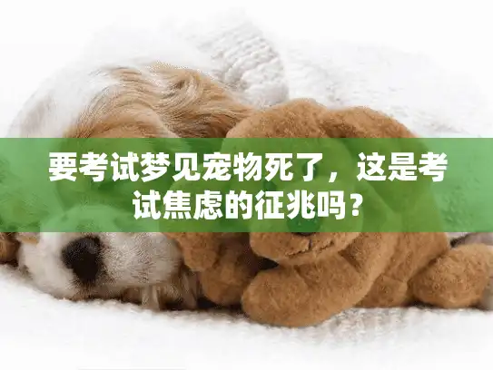 要考试梦见宠物死了，这是考试焦虑的征兆吗？