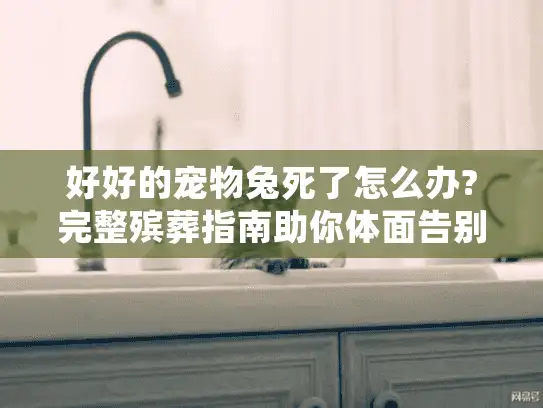 好好的宠物兔死了怎么办?完整殡葬指南助你体面告别