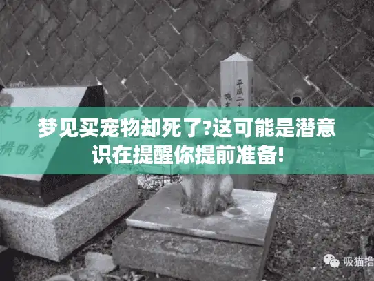 梦见买宠物却死了?这可能是潜意识在提醒你提前准备!