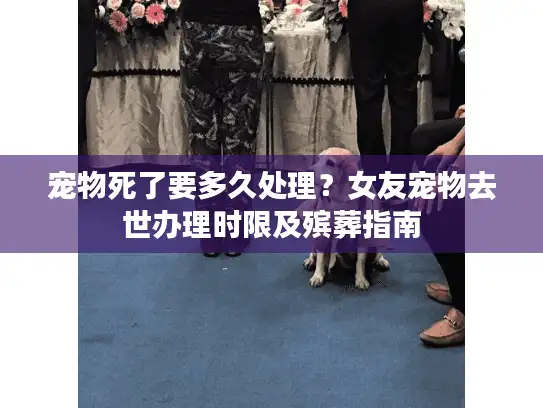 宠物死了要多久处理？女友宠物去世办理时限及殡葬指南