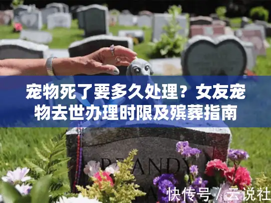 宠物死了要多久处理？女友宠物去世办理时限及殡葬指南