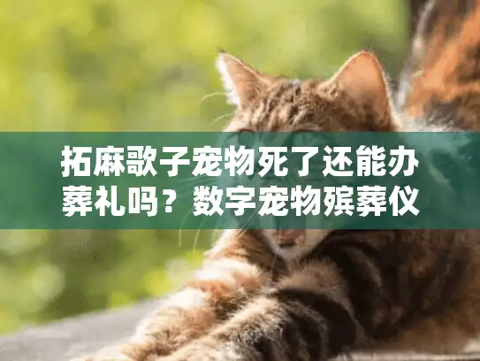 拓麻歌子宠物死了还能办葬礼吗？数字宠物殡葬仪式新选择