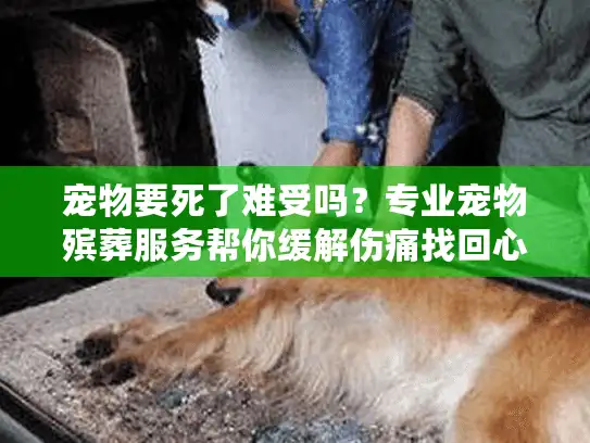 宠物要死了难受吗？专业宠物殡葬服务帮你缓解伤痛找回心灵慰藉