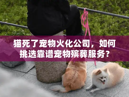 猫死了宠物火化公司，如何挑选靠谱宠物殡葬服务？