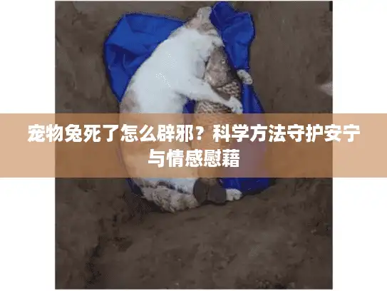 宠物兔死了怎么辟邪？科学方法守护安宁与情感慰藉