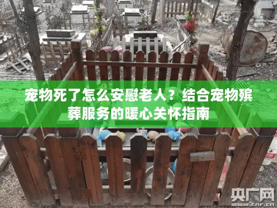 宠物死了怎么安慰老人？结合宠物殡葬服务的暖心关怀指南