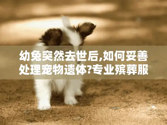幼兔突然去世后,如何妥善处理宠物遗体?专业殡葬服务推荐