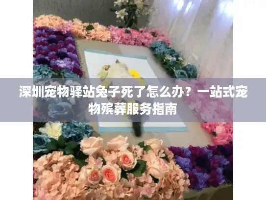 深圳宠物驿站兔子死了怎么办？一站式宠物殡葬服务指南