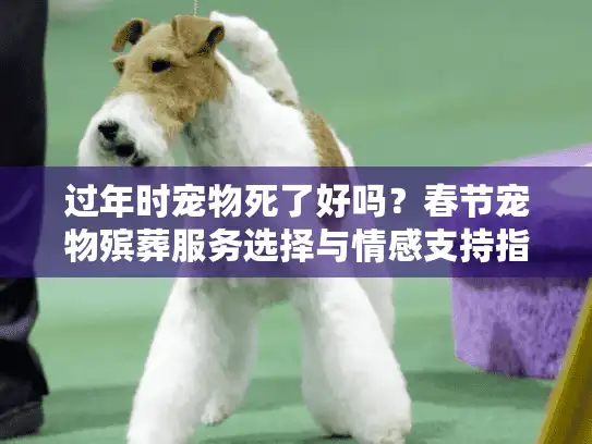 过年时宠物死了好吗？春节宠物殡葬服务选择与情感支持指南