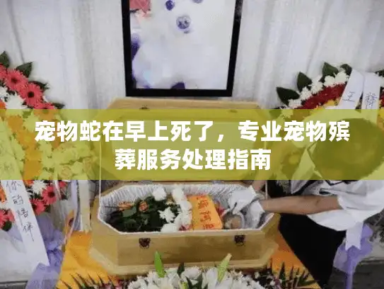 宠物蛇在早上死了，专业宠物殡葬服务处理指南