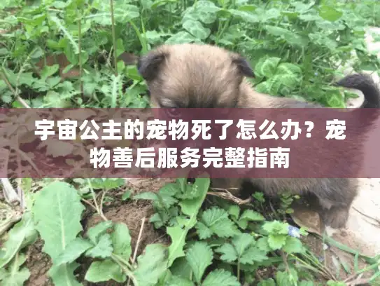 宇宙公主的宠物死了怎么办？宠物善后服务完整指南