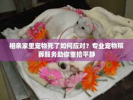 相亲家里宠物死了如何应对？专业宠物殡葬服务助你重拾平静