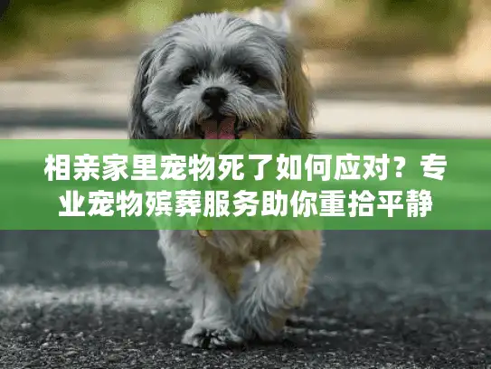 相亲家里宠物死了如何应对？专业宠物殡葬服务助你重拾平静