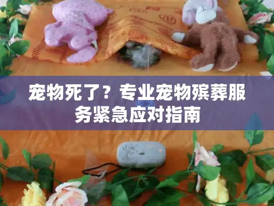 宠物死了？专业宠物殡葬服务紧急应对指南