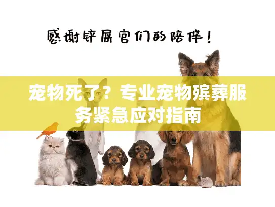 宠物死了？专业宠物殡葬服务紧急应对指南