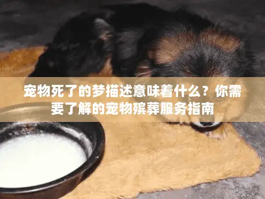 宠物死了的梦描述意味着什么？你需要了解的宠物殡葬服务指南