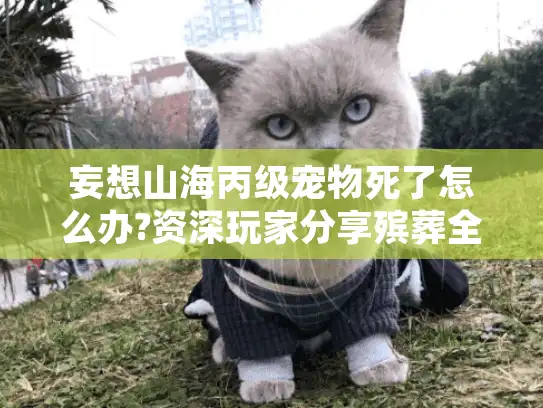 妄想山海丙级宠物死了怎么办?资深玩家分享殡葬全攻略