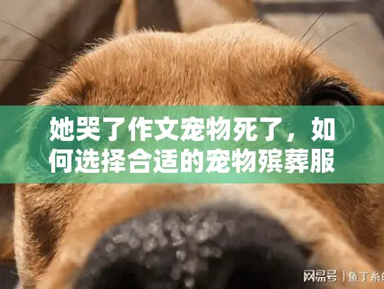 她哭了作文宠物死了，如何选择合适的宠物殡葬服务？