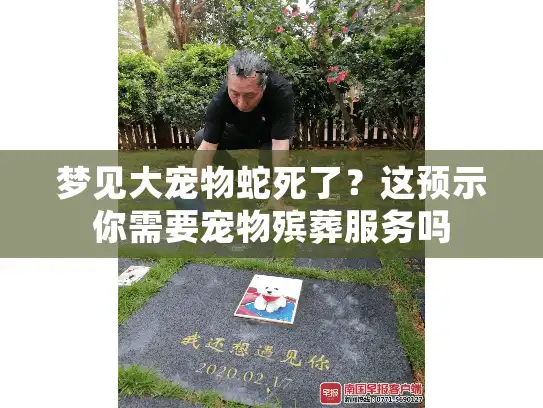 梦见大宠物蛇死了？这预示你需要宠物殡葬服务吗