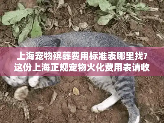 上海宠物殡葬费用标准表哪里找?这份上海正规宠物火化费用表请收好